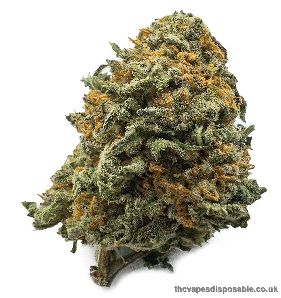 Black Cherry Gelato Weed UK