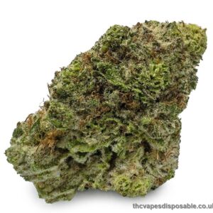 Buy Tropicana Cookies Strain UK