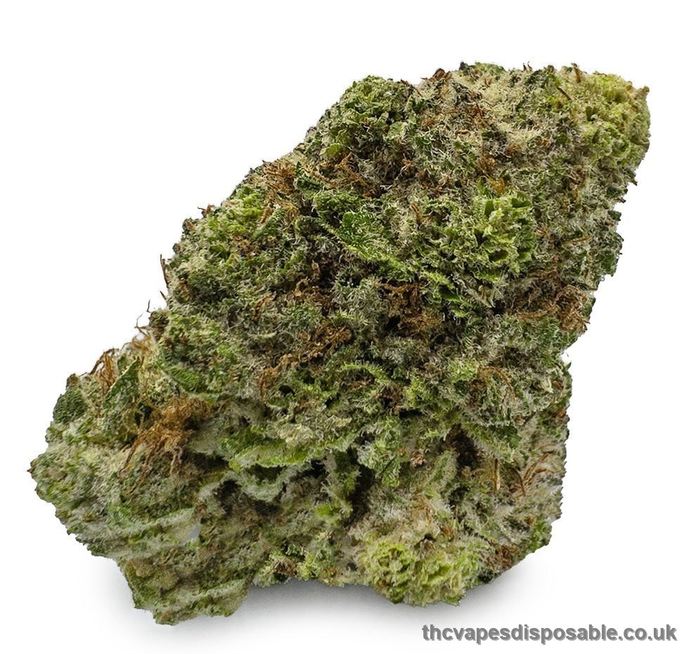 Buy Tropicana Cookies Strain UK