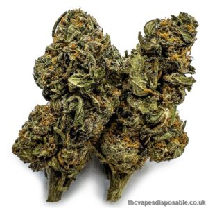 Double Dream Cannabis Strain UK