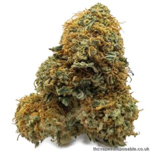 Gelato Runtz Weed Strain UK