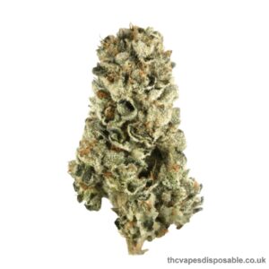 GASOLINE STRAIN UK