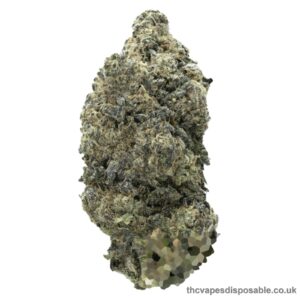 STARDAWG STRAIN UK