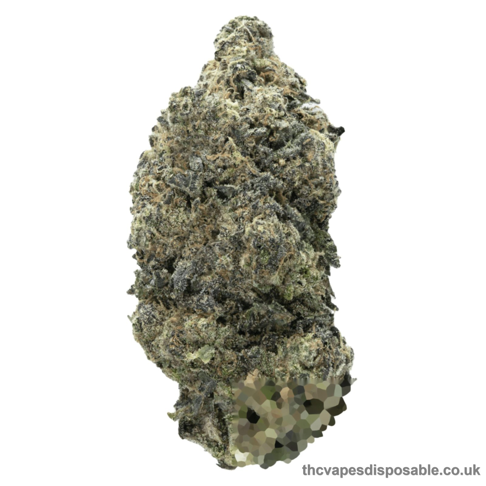 STARDAWG STRAIN UK