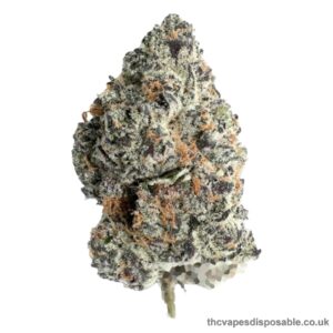 MORELATO STRAIN UK