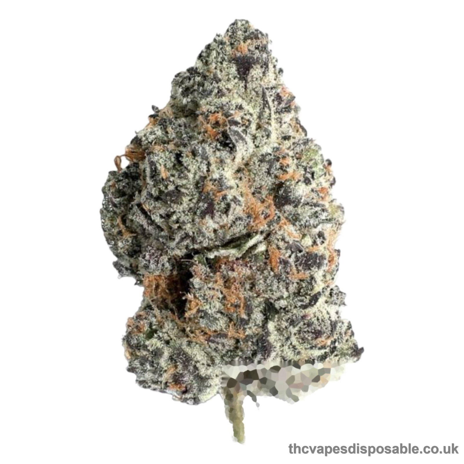 MORELATO STRAIN UK