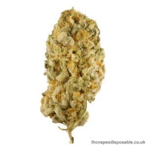 SUPER SILVER HAZE UK