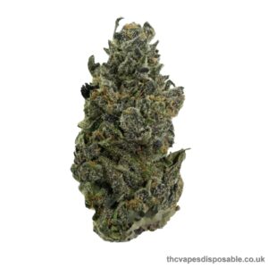 NORTHERN LIGHTS STRAIN UK