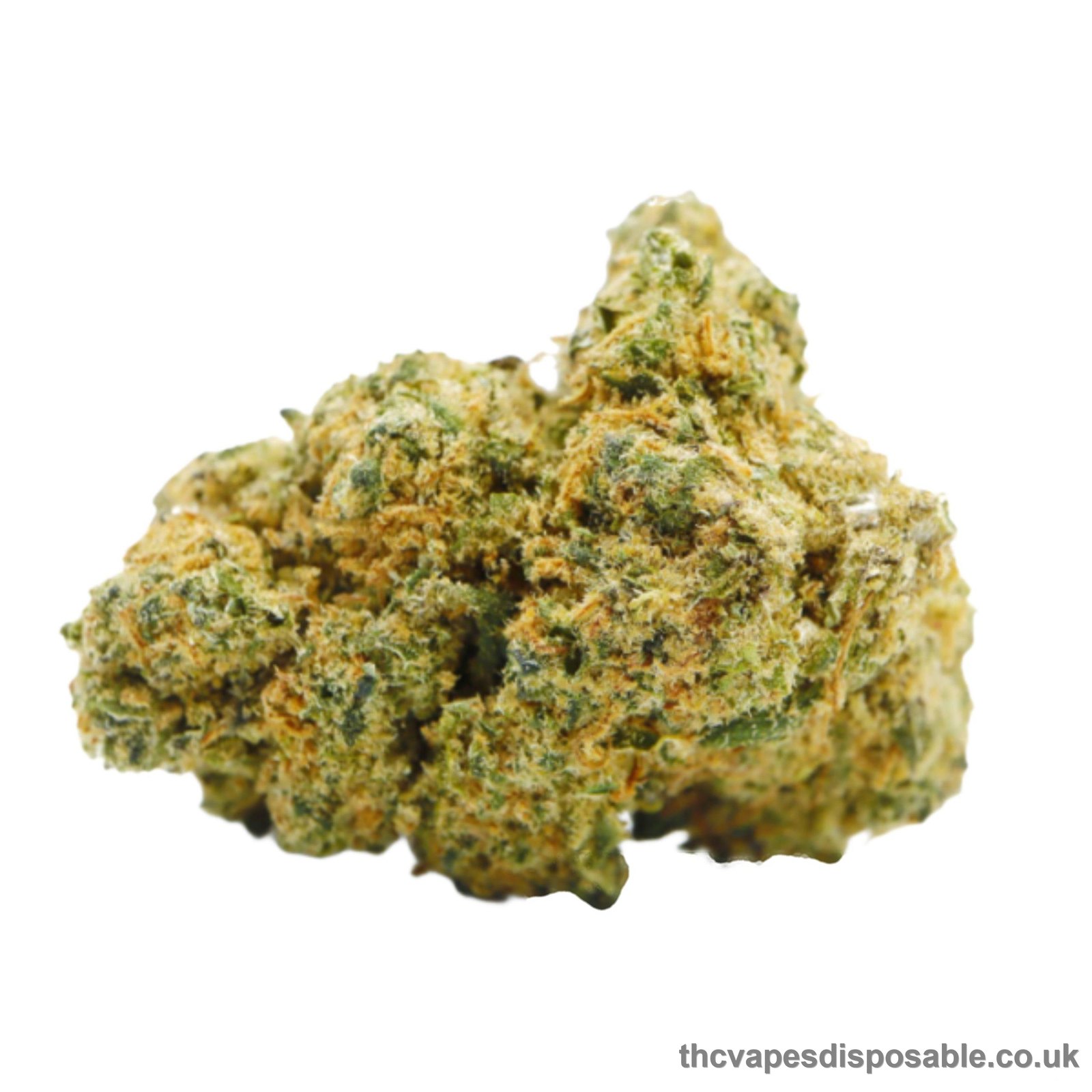 HOLLYWOOD STRAIN UK