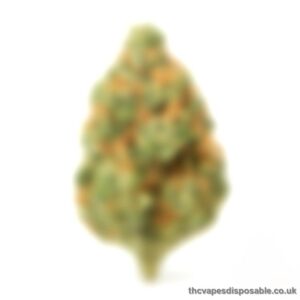 MYSTERY STRAIN UK