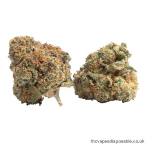 GUSHERS STRAIN UK