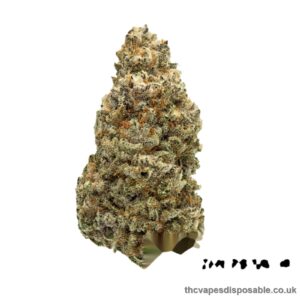 AMNESIA STRAIN UK