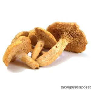HEDGEHOG DRIED MUSHROOM UK