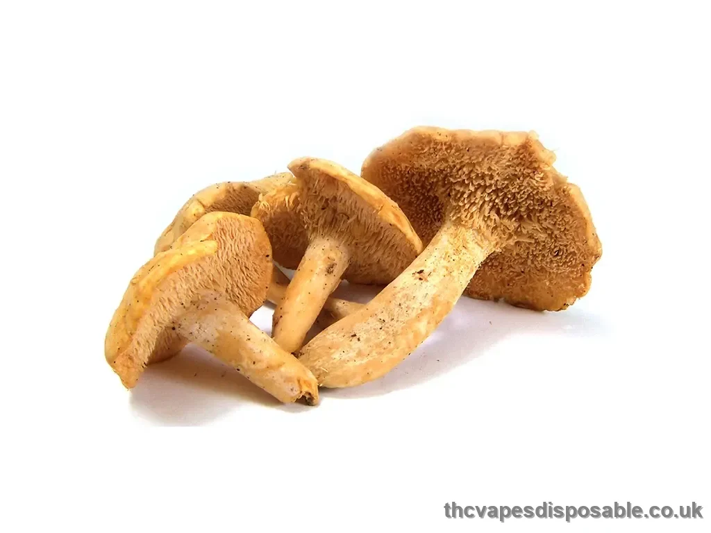 HEDGEHOG DRIED MUSHROOM UK